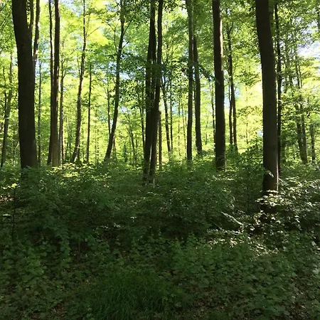 Daire Cozy In With Garden